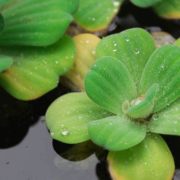 Water Plants Melbourne Water Plants for Fish Ponds